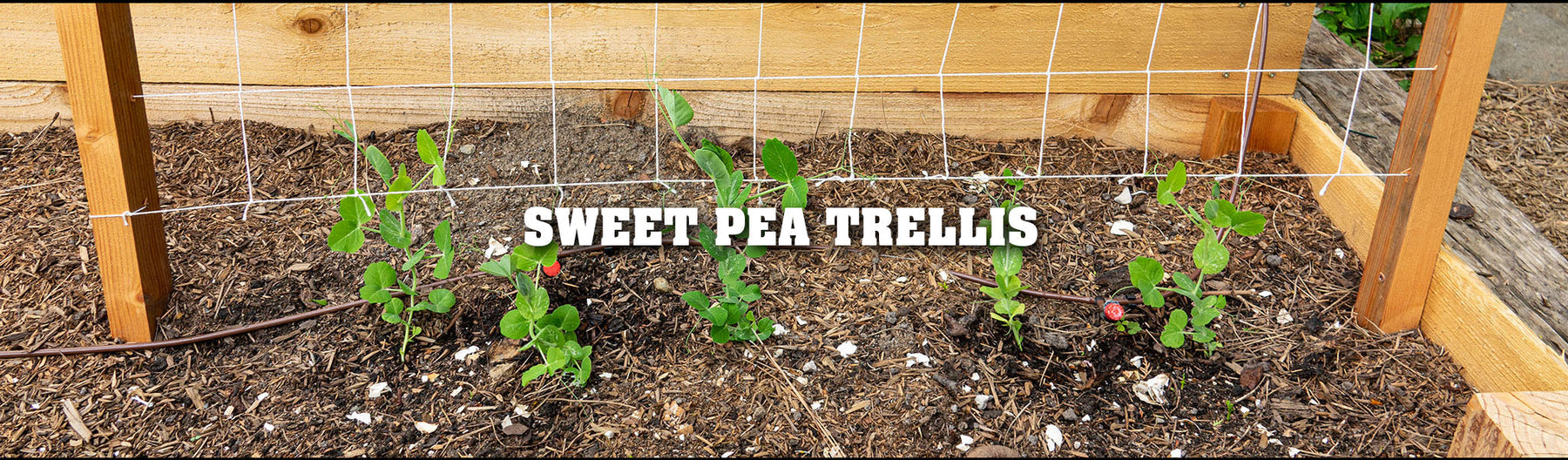 Making a Sweet Pea Trellis