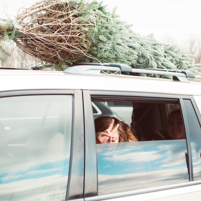 tied down christmas tree on roof rack of car